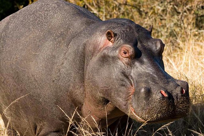 2-Hour Game Drive at the Plettenberg Bay Game Reserve - Customer Feedback