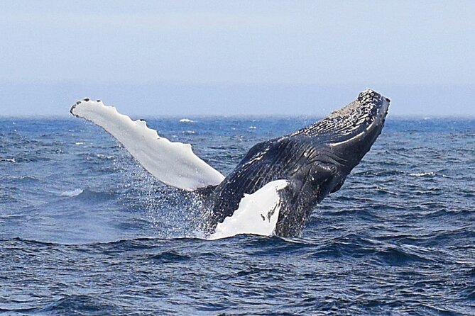 2-Hour Guided Boat Tour From St. Johns - Whats Included