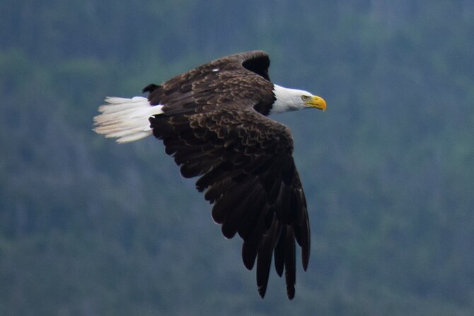 2-Hour Guided Boat Tour From St. Johns - Newfoundlands Natural Wonders