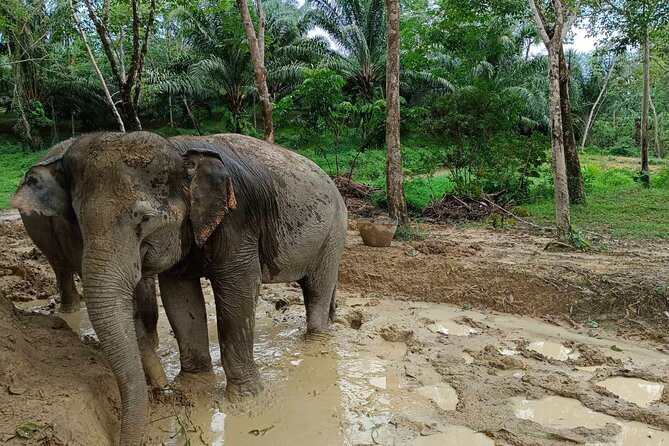 2-Hour Guided Eco-Tour & Transfer to Khaolak Elephant Sanctuary - Elephant Sanctuary Activities and Experiences