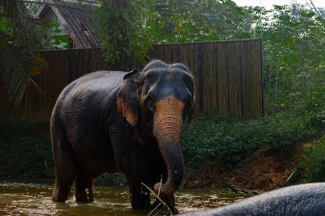 2-Hour Guided Eco-Tour & Transfer to Khaolak Elephant Sanctuary - Memorable Moments and Special Touches