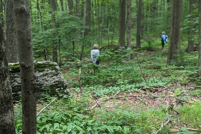 2-Hour Guided Private Forest Bathing Experience Lenox - Benefits of Forest Bathing