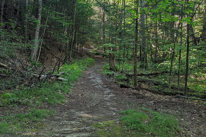 2-Hour Guided Private Forest Bathing Experience Lenox - Sensory Experience in the Forest