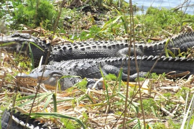 2-Hour Guided Segway Tour of Huntington Beach State Park in Myrtle Beach - Additional Information