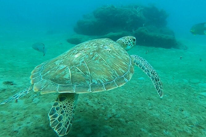 2-Hour Guided Snorkel Tour of Phil Foster Park, Blue Heron Bridge - Key Points