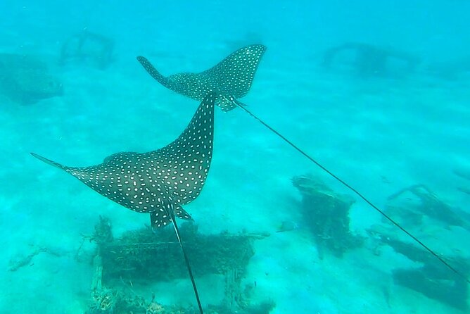 2-Hour Guided Snorkel Tour of Phil Foster Park, Blue Heron Bridge - Group Size Limit