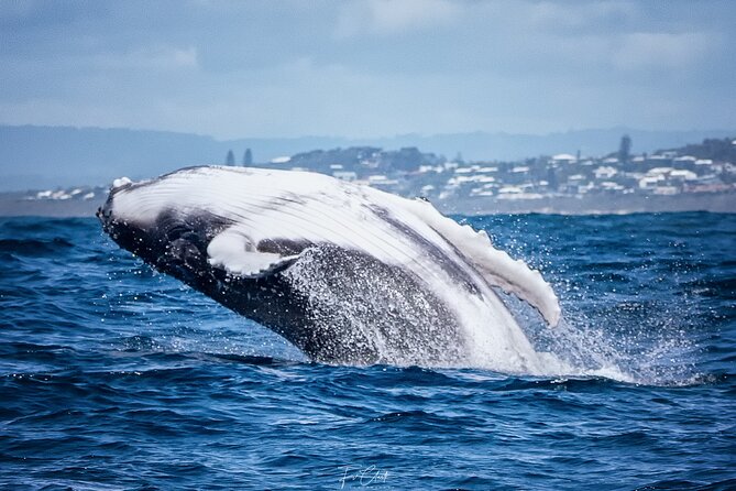 2-Hour Guided Whale Watching Tour at Noosa - Meeting and End Point