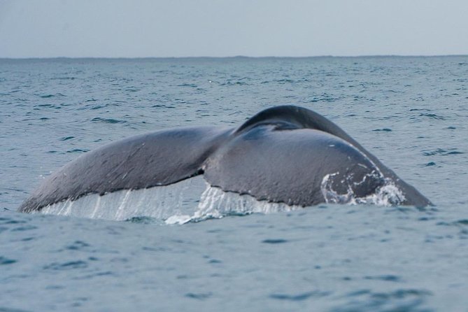 2-Hour Guided Whale Watching Tour at Noosa - Accessibility and Recommendations