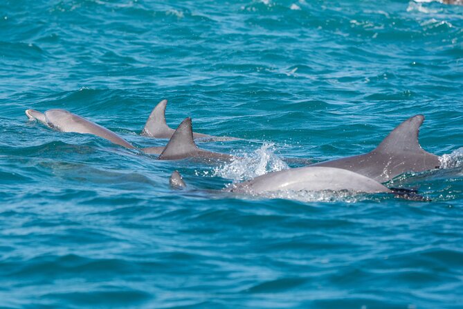 2-Hour Guided Whale Watching Tour at Noosa - Tour Reviews and Ratings