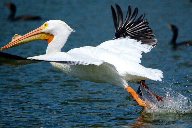 2 Hour Historical Wildlife Tour of the Chain of Lakes - Dining and Refreshment Options