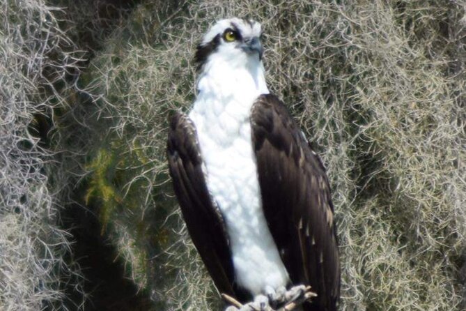 2 Hour Historical Wildlife Tour of the Chain of Lakes - Accessibility and Accommodations