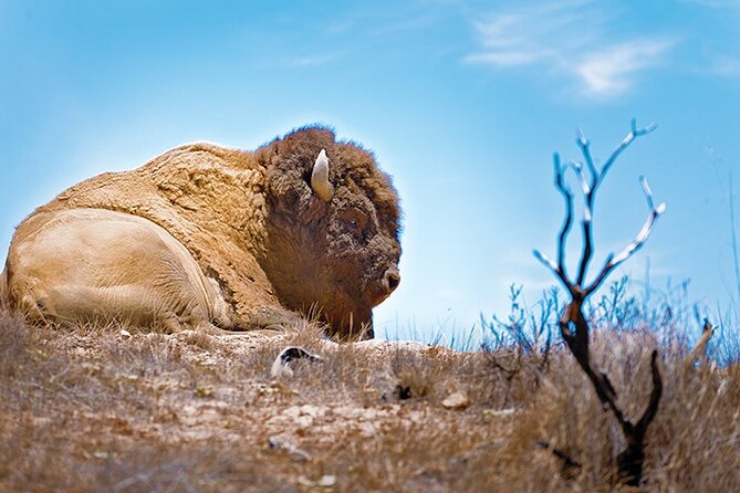 2 Hour Inside Adventure Tour on Catalina Island - Booking and Logistics