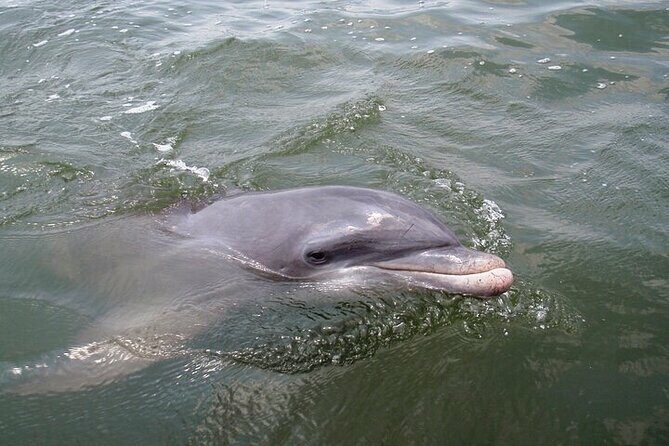 2 Hour Kayak Hilton Head Dolphin and Nature Tour - An Overview of the Experience