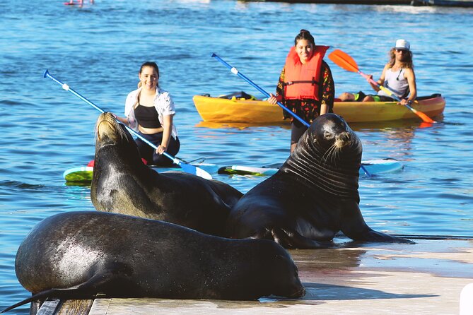 2-Hour Kayak or Paddleboard With Sea Lions in Marina Del Rey - Key Points
