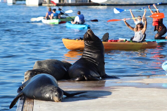 2-Hour Kayak or Paddleboard With Sea Lions in Marina Del Rey - Meeting Location and Parking