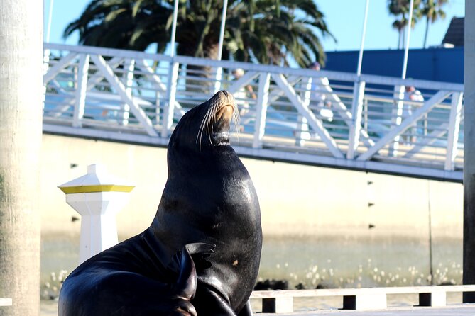 2-Hour Kayak or Paddleboard With Sea Lions in Marina Del Rey - Personalized Group Experience