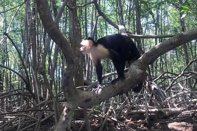 2-Hour Kayak Tour in Quepos - Pricing and Cancellation Policy