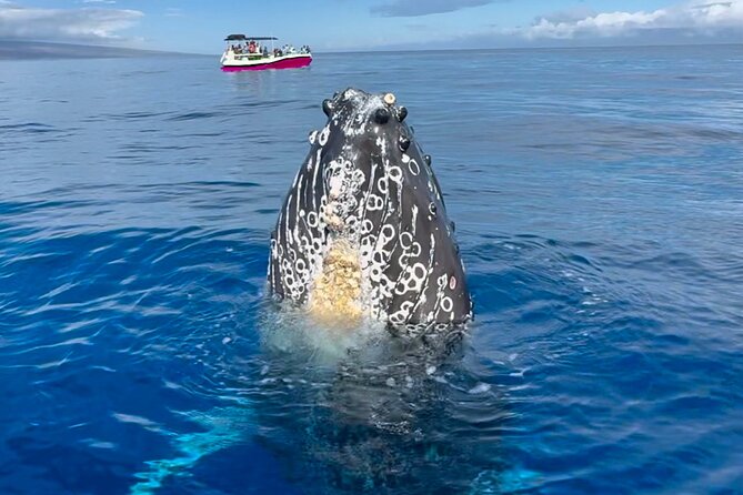 2 Hour Lahaina Sunrise Whale Watch - Key Points