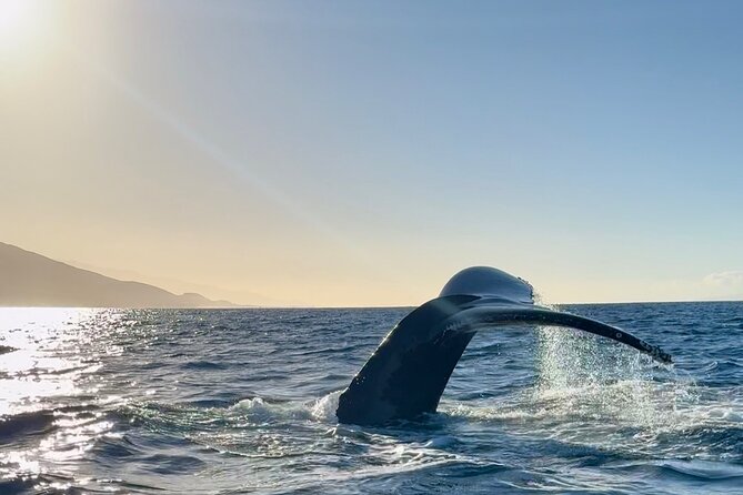 2 Hour Lahaina Sunrise Whale Watch - Accessibility and Recommendations