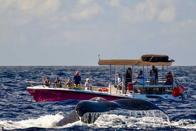 2 Hour Lahaina Sunrise Whale Watch - Cancellation and Booking Policy