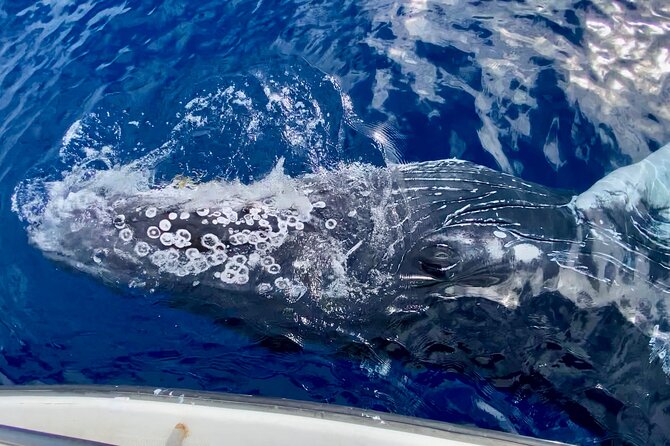 2 Hour Lahaina Sunrise Whale Watch - Traveler Feedback and Recommendations