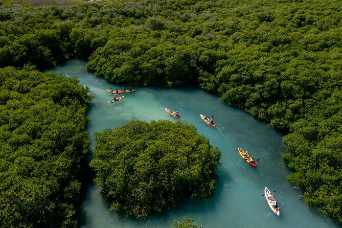 2 Hour Mangrove Kayak and Snorkel Tour - Discovering Bonaire’s Mangroves