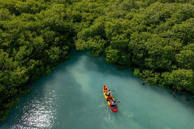 2 Hour Mangrove Kayak and Snorkel Tour - Real Experiences from Participants