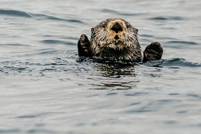 2-Hour Marine Wildlife Tour in Sitka - Inclusions and Accessibility