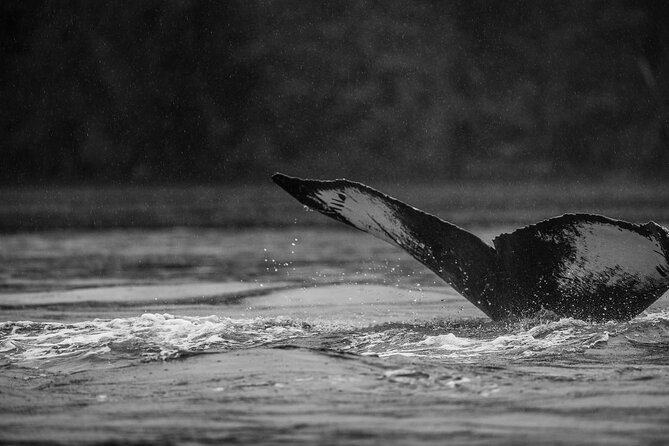 2-Hour Marine Wildlife Tour in Sitka - Meeting Point and Getting There