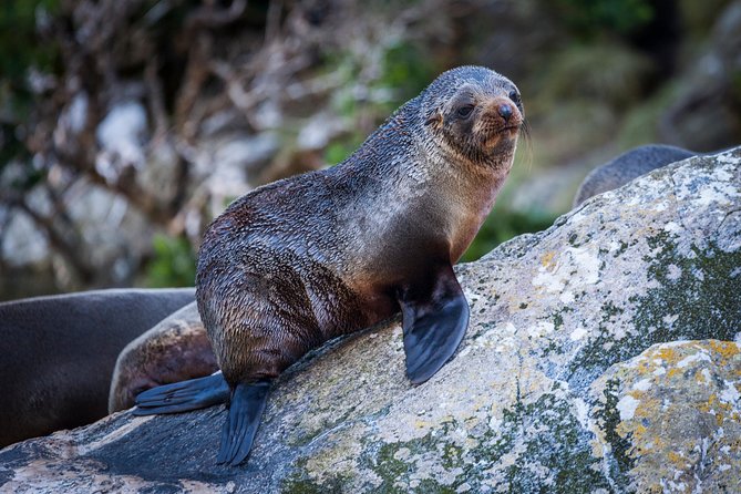 2-Hour Milford Sound Scenic Cruise - Cancellation Policy
