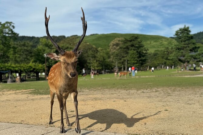 2-Hour Nara: Discover Every Bit of Tohdaiji-Temple Private Tour - Key Points