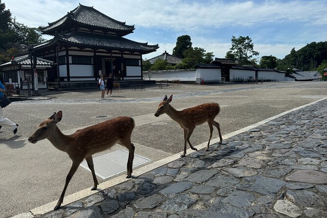 2-Hour Nara: Discover Every Bit of Tohdaiji-Temple Private Tour - Stroll Through the Enchanting Deer Park