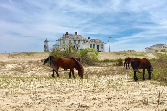 2-hour Outer Banks Wild Horse Tour by 4WD Truck - Just The Basics