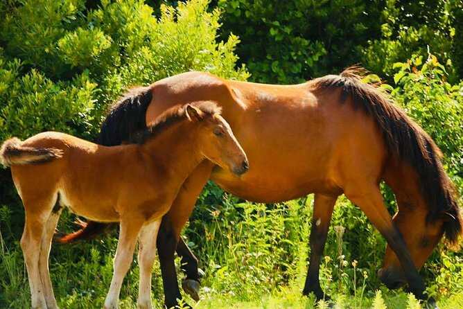 2-hour Outer Banks Wild Horse Tour by 4WD Truck - Booking and Logistics