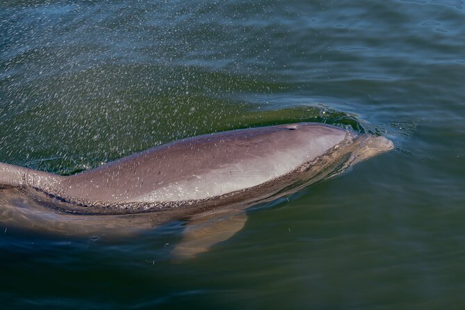 2-Hour Pedal Kayak Tour in Canaveral National Shore - Health and Safety Considerations
