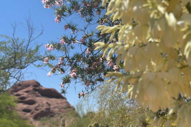 2 Hour Photography Tour of Phoenix Desert Botanical Gardens - Tour Details