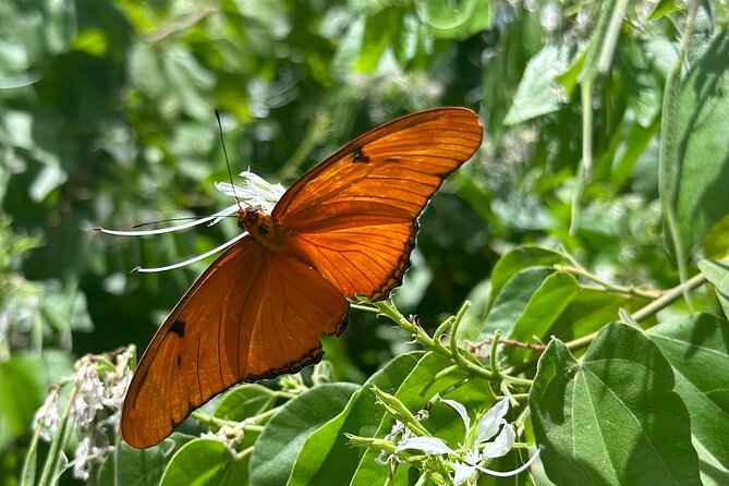 2 Hour Photography Tour of Phoenix Desert Botanical Gardens - Tour Details