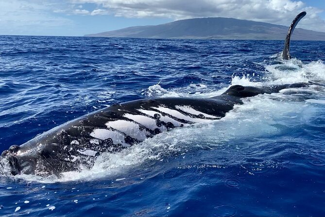 2 Hour Prime Time Maui Whale Watching - Experience Highlights