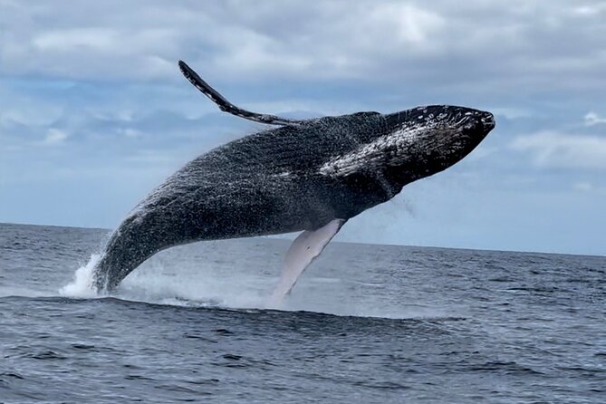 2 Hour Prime Time Maui Whale Watching - Customer Feedback