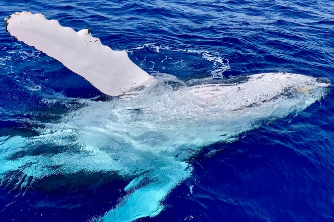 2 Hour Prime Time Maui Whale Watching - Booking Information