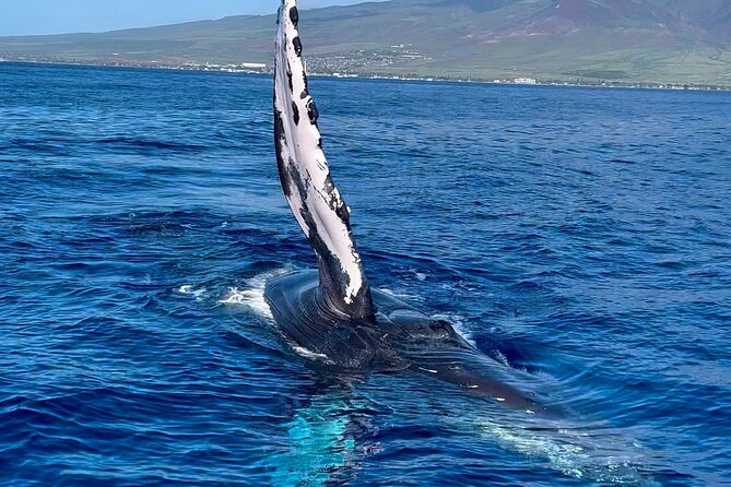 2 Hour Prime Time Maui Whale Watching - Location and Directions