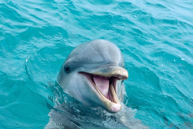 2 Hour Private Dolphin Sightseeing Tour - Exploring the Emerald Gulf Waters