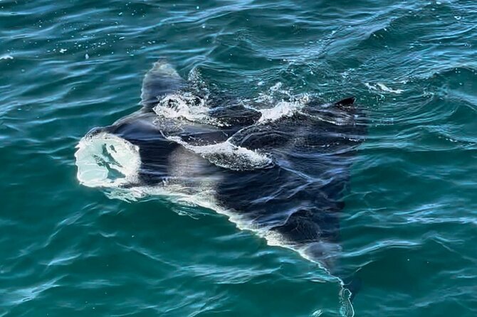 2 Hour Private Dolphin Sightseeing Tour - Spotting Marine Life and Wildlife