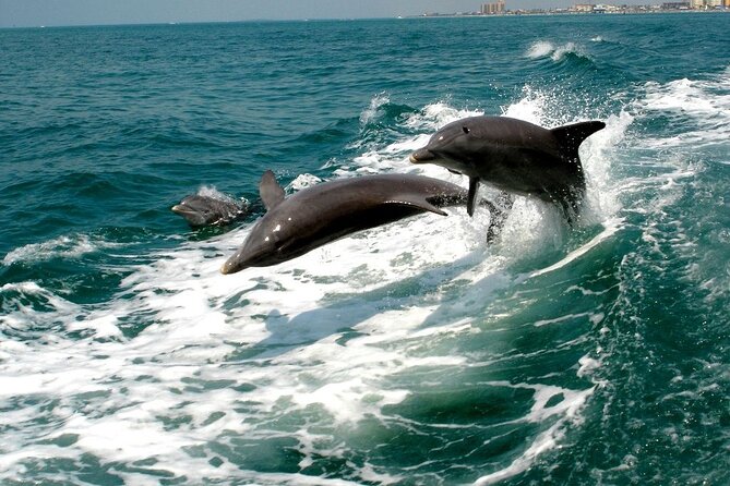 2 Hour Private Dolphin Sightseeing Tour - Additional Tour Information