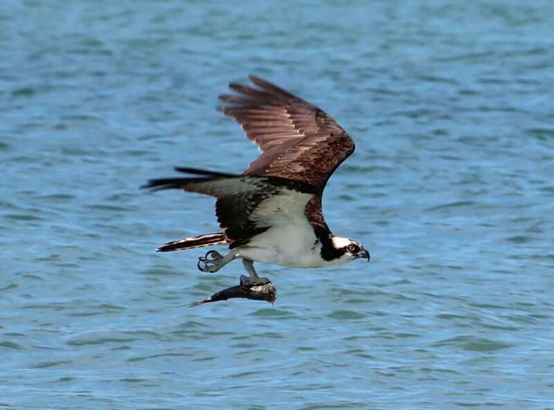 2 Hour Private Eco-Tour - Exploring the Florida Keys by Boat: A Close-Up Look at the 2-Hour Private Eco-Tour