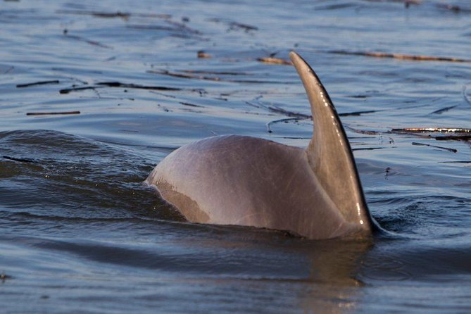 2-Hour Private Hilton Head Dolphin Watching Cruise - Cruise Highlights