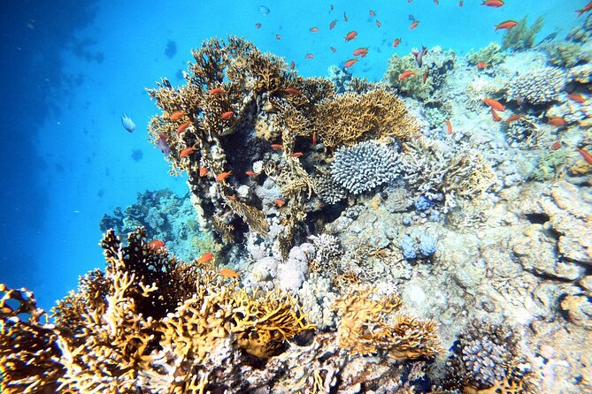 2-Hour Private Scuba Experience in Aqaba - Tour Details and Exclusivity