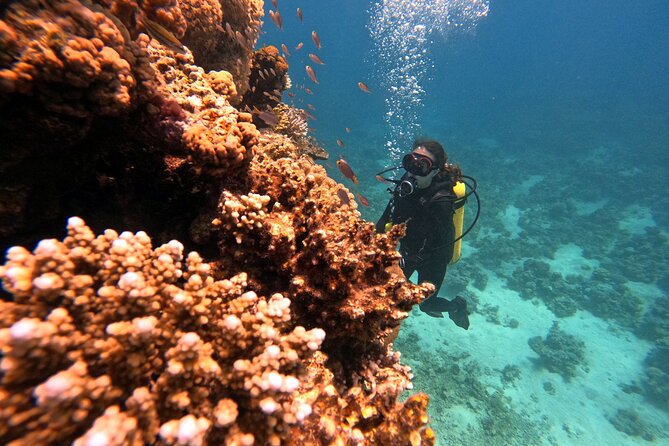 2-Hour Private Scuba Experience in Aqaba - Pricing and Group Size Variations