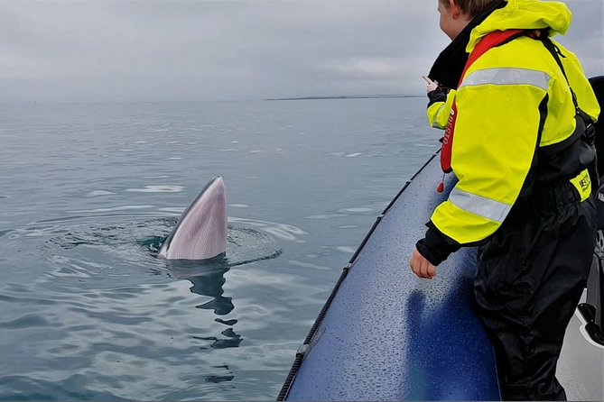 2-Hour RIB Boat Whale Watching Tour From Reykjavik - Inclusions and Equipment