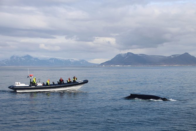2-Hour RIB Boat Whale Watching Tour From Reykjavik - Physical Requirements